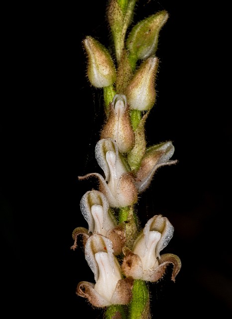 Goodyera oblogifolia - Rattlesnake Orchid 20-1104.jpg